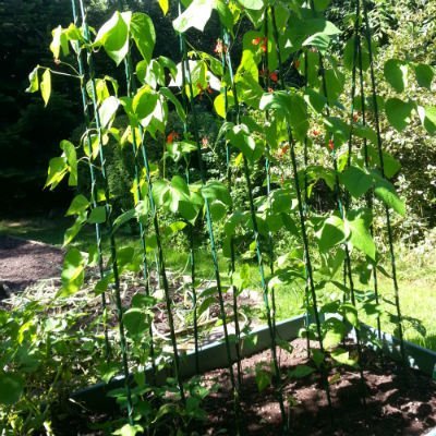 GardenSkill Bean & Pea Wigwam Support Kit