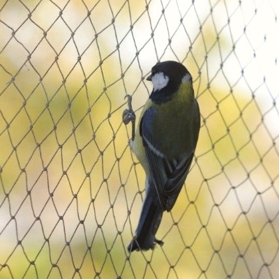 Fruit Cages - Budget Cages - Cage Components - Bird Netting - 4m Wide (Various Sizes)