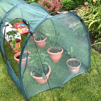 Cloches & Tunnels – Grow Tunnels – Pro-Gro Net Tunnel Cloche – 2m long x 1m wide x 1m high