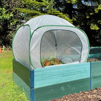 Fruit Cages - Pop Up Cages – Poly Cages - Pop-Up Poly Cage – 1m x 1m x 0.75m high (pk of 2)