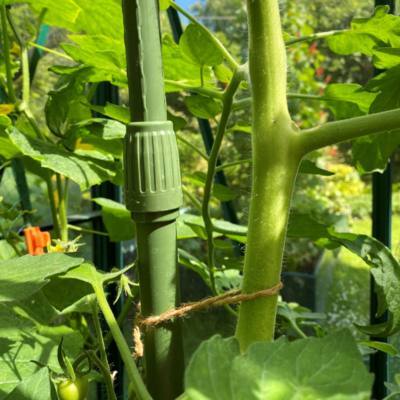 Plant Supports – Telescopic Extendable Tomato & Cucumber Support Stakes